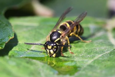 Wasp Stock Photos