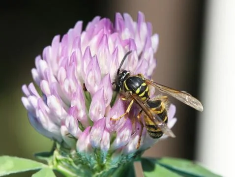 Wasp Stock Photos