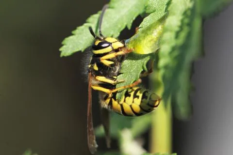Wasp Stock Photos