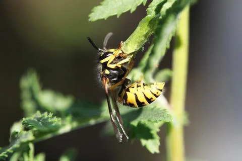 Wasp Stock Photos