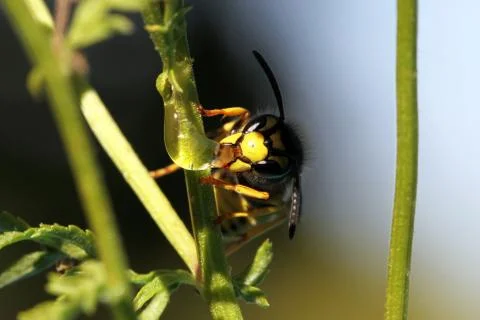 Wasp Stock Photos