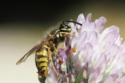 Wasp Stock Photos