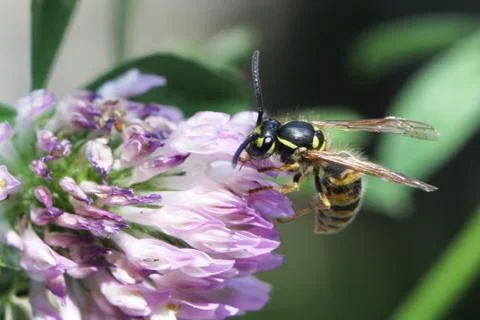 Wasp Stock Photos