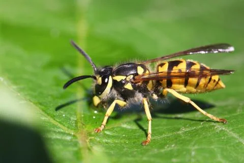 Wasp Stock Photos