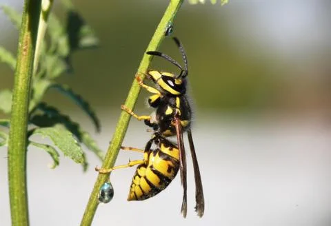 Wasp Stock Photos