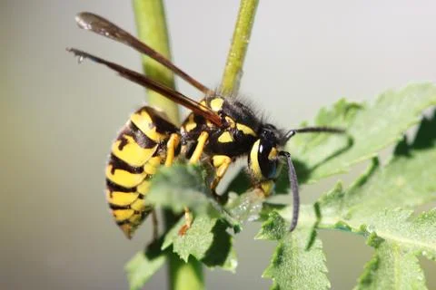 Wasp Stock Photos