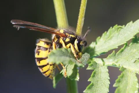 Wasp Stock Photos