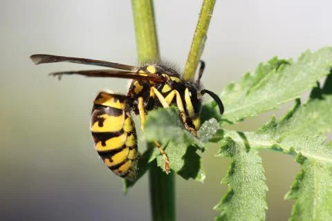Wasp Stock Photos
