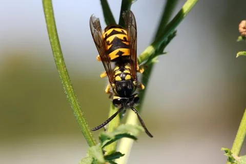 Wasp Stock Photos