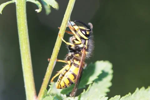Wasp Stock Photos