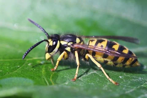 Wasp Stock Photos
