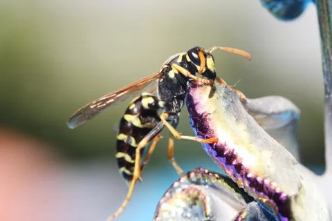 Wasp Stock-Fotos