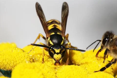 Wasp Stock Photos