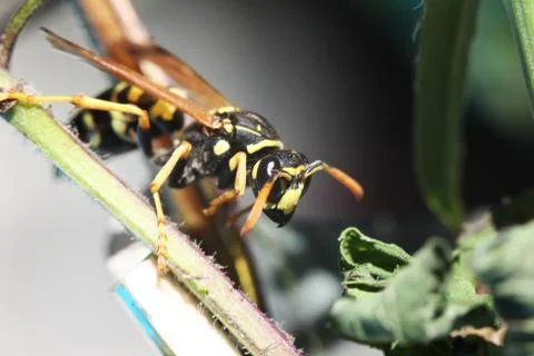 Wasp Stock Photos