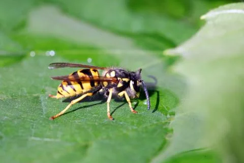 Wasp Stock Photos