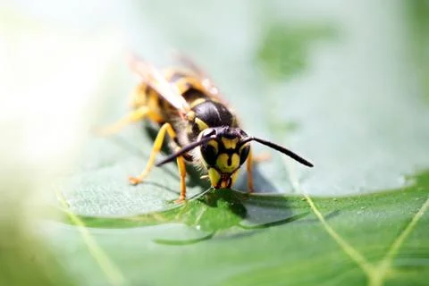 Wasp Stock Photos