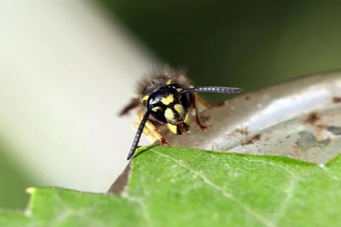 Wasp Stock Photos