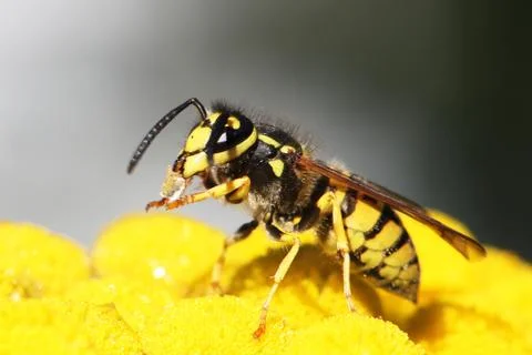 Wasp Stock Photos