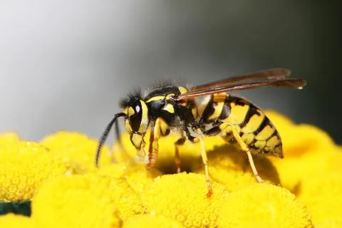 Wasp Stock Photos