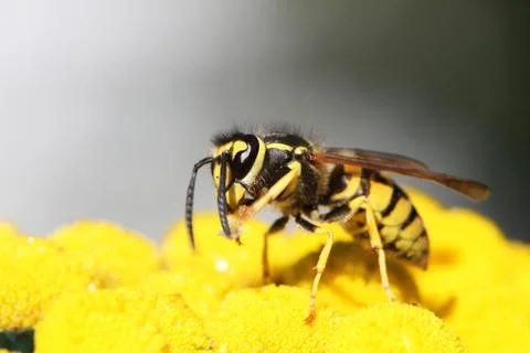 Wasp Stock Photos