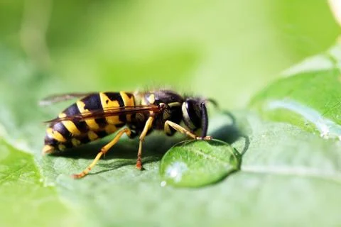 Wasp Stock Photos