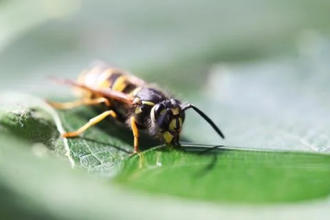 Wasp Stock Photos