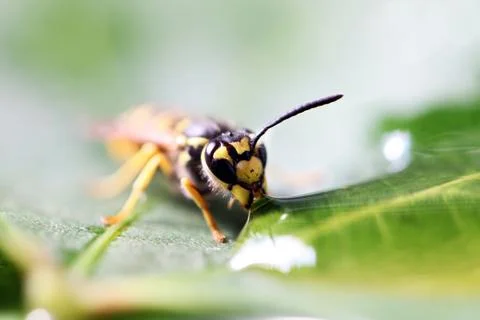 Wasp Stock Photos
