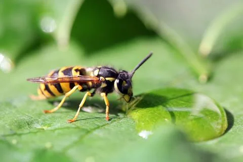 Wasp Stock Photos
