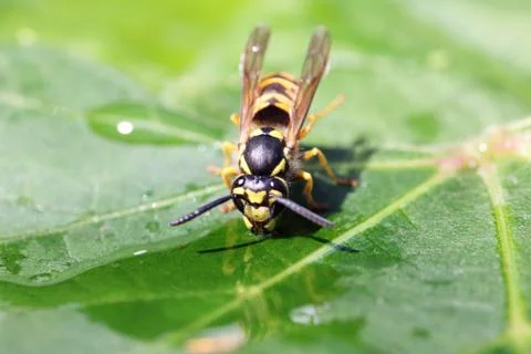 Wasp Stock Photos