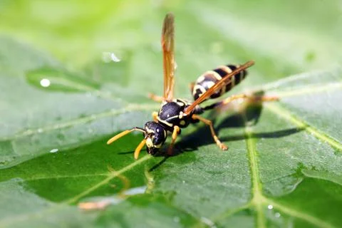 Wasp Stock Photos