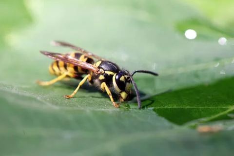 Wasp Stock Photos