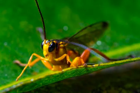 Wasp Stock Photos