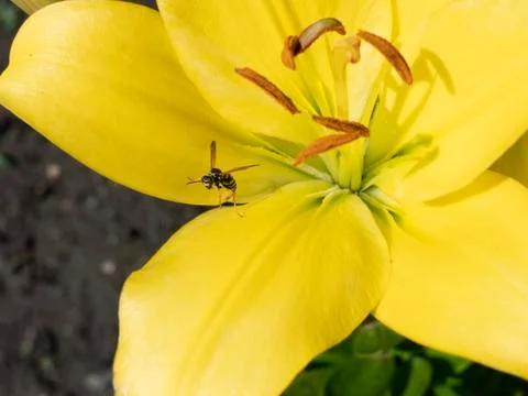 Wasp Stock Photos