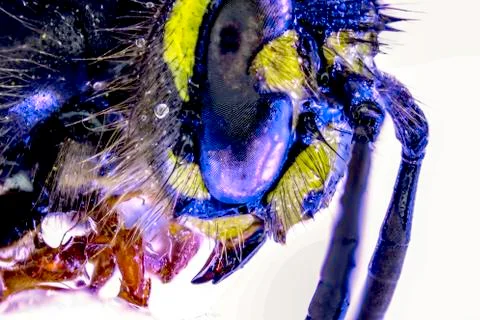 Wasp Stock Photos