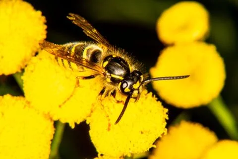 Wasp Stock Photos