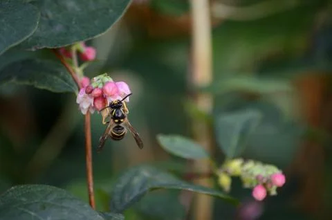 Wasp Stock Photos