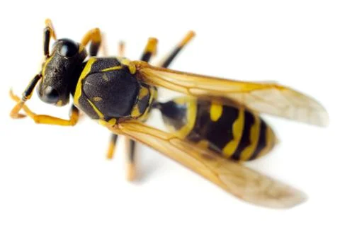 Wasp Stock Photos