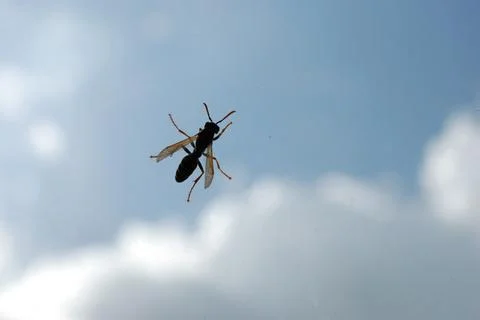 Wasp Foto stock