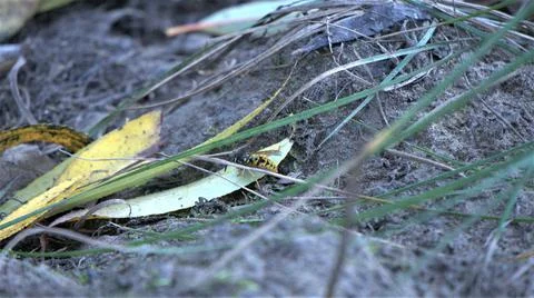 Wasp Fotos de archivo