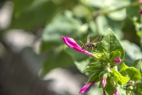 Wasp Stock Photos