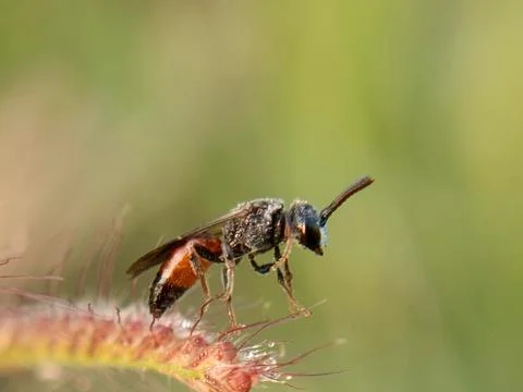 Wasp Stock Photos