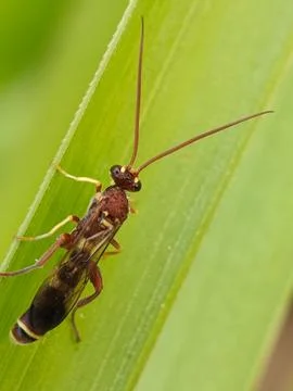 Wasp Stock Photos