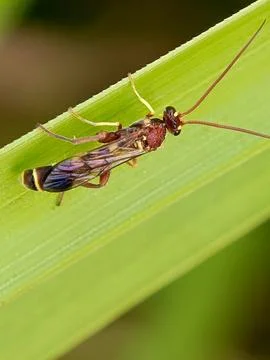 Wasp Stock Photos