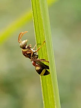 Wasp Stock Photos