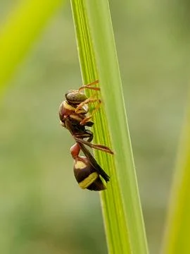 Wasp Fotos de archivo