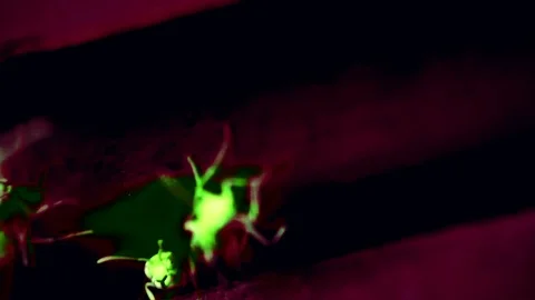 Wasp play effect Video stock 102782606