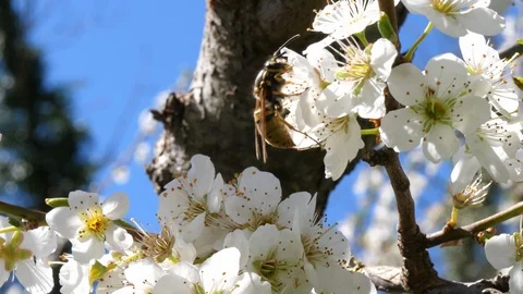 Wasp on plum tree blossoms in spring Stock Footage 88142867