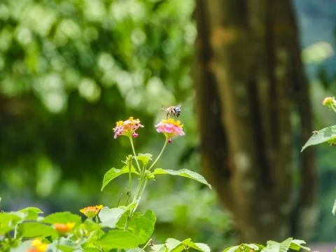 Wasp pollinates flower Stock Photos