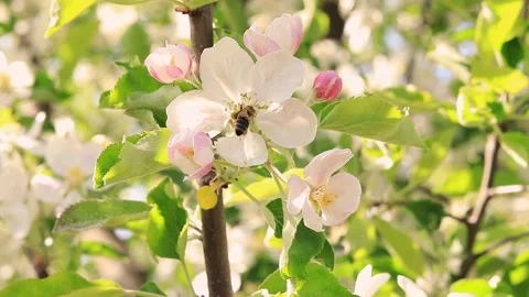 A wasp pollinates a flowering apple tree Stock Footage 193617642