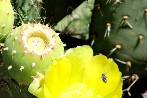 Wasp pollinating cactus flower Stock Photos